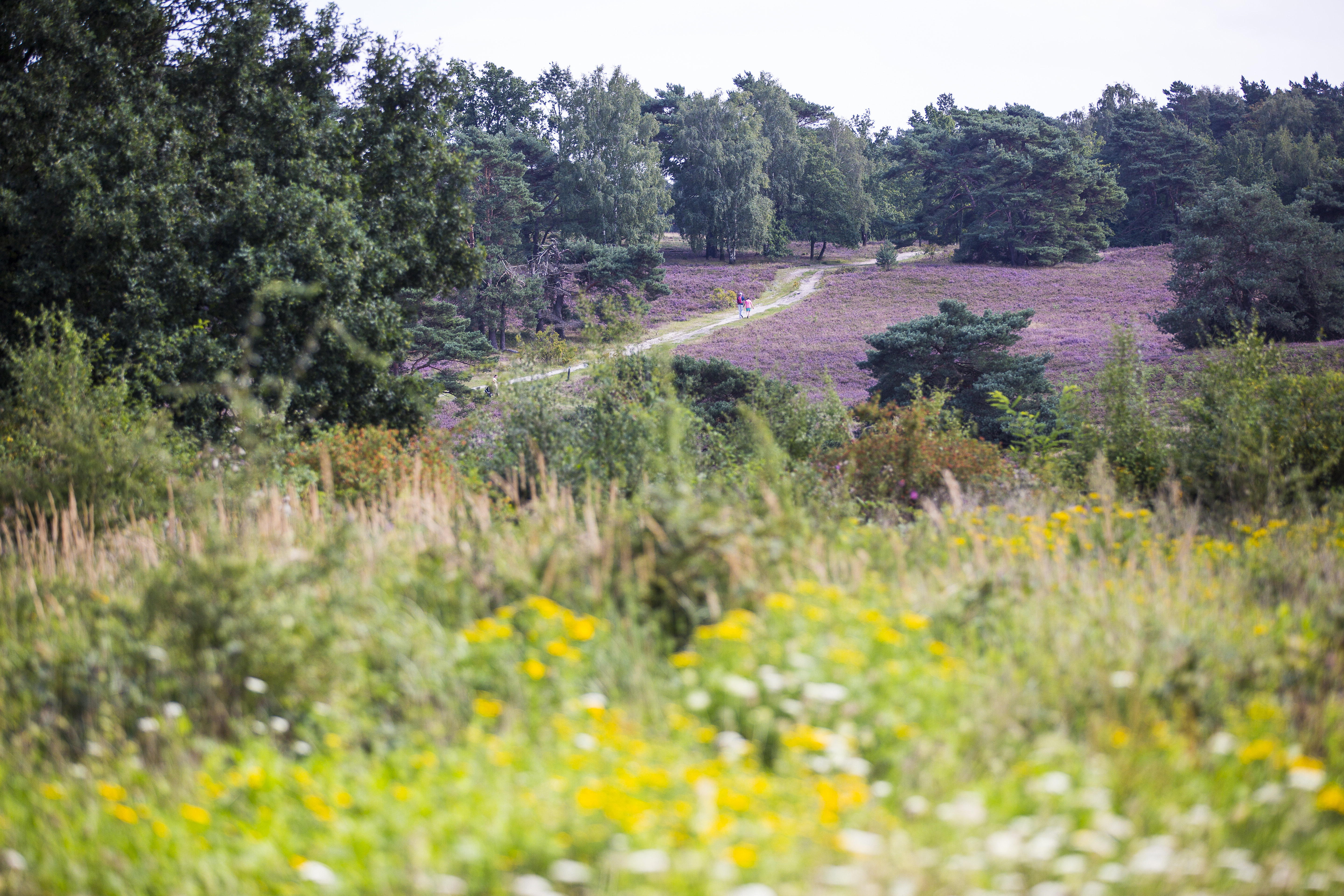 Wandelroute Brunssum - Brunssummerheide & Roode Beek 