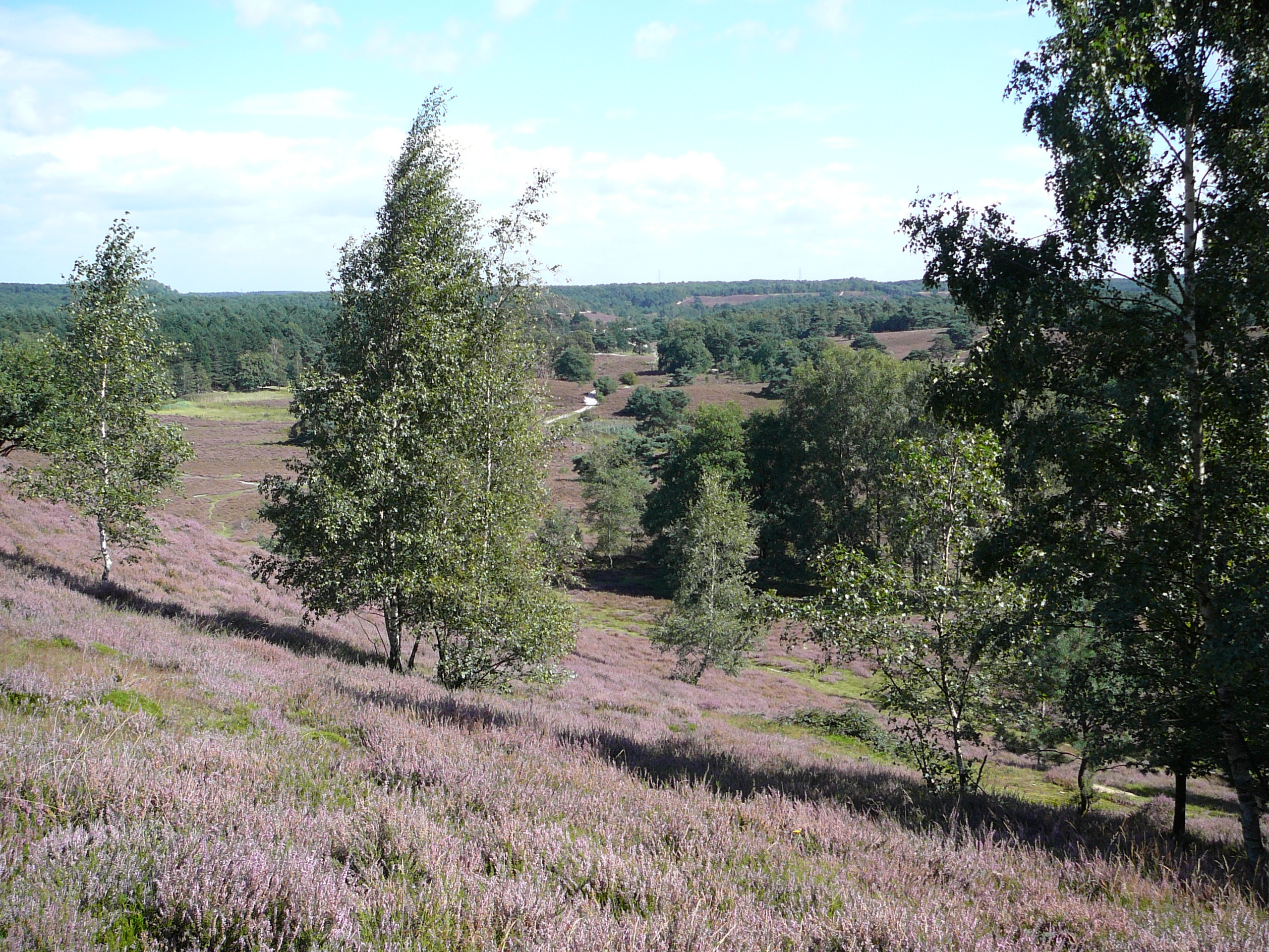 Heidepracht op de Heksenberg Heerlen