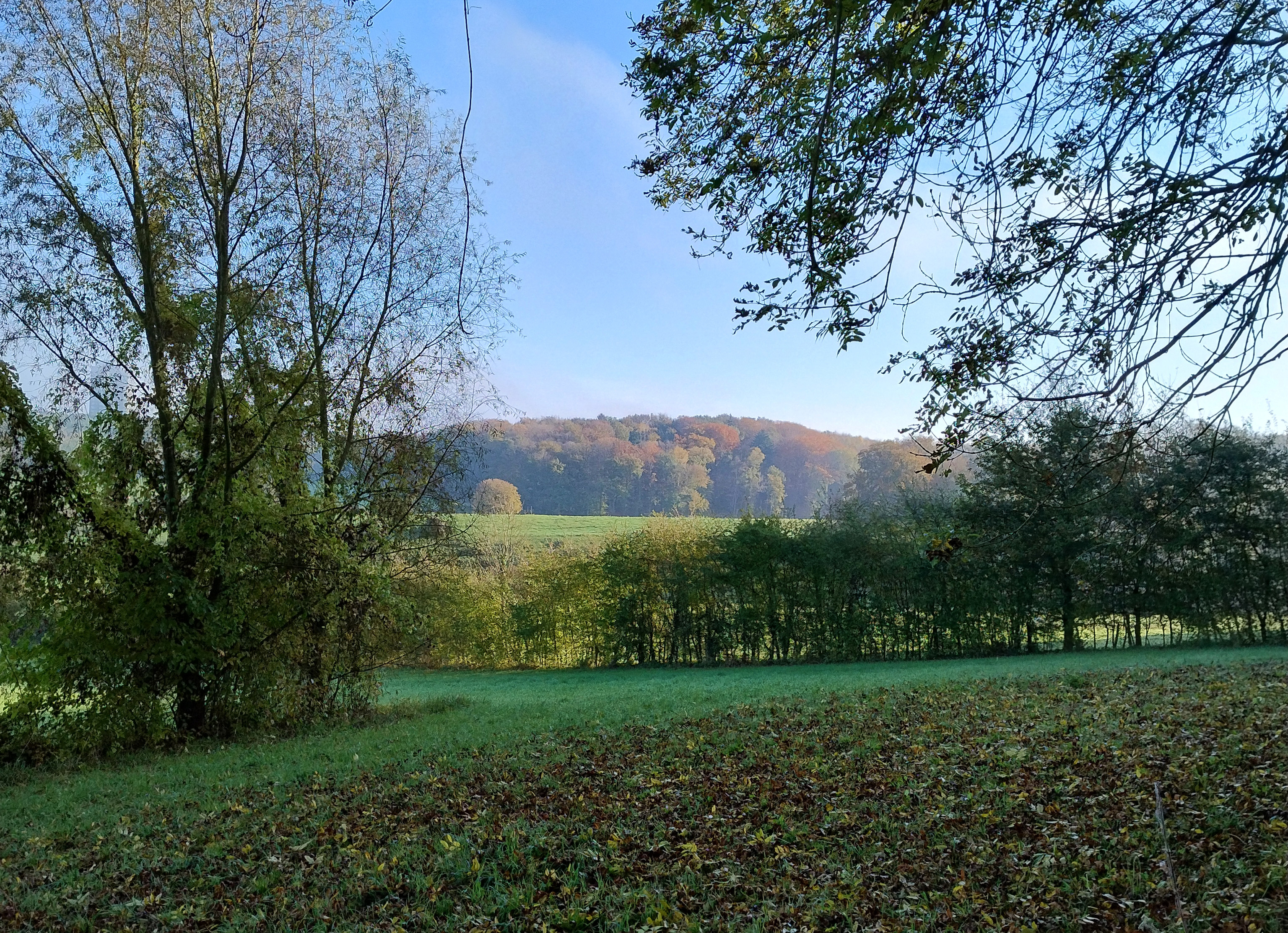 Wilde bloemen en planten spotten op de Putberg en Keverberg